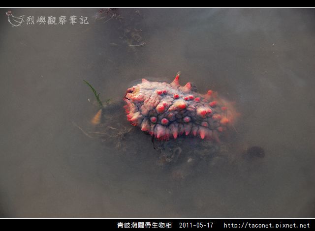 潮間帶生物_31.jpg