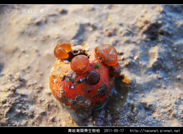 潮間帶生物_30.jpg