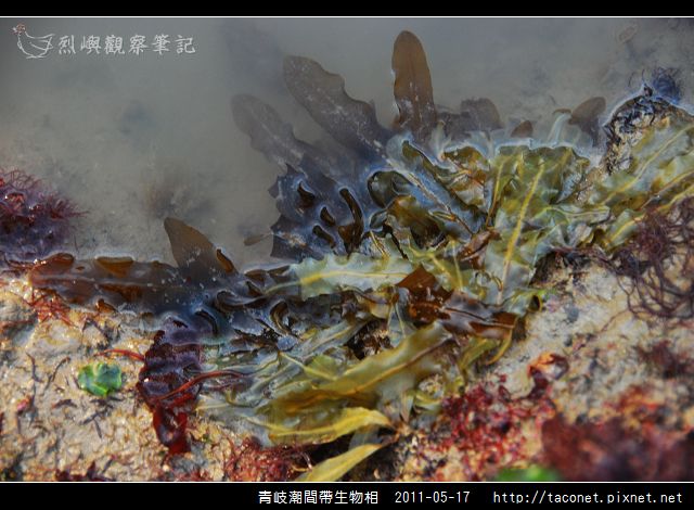 潮間帶生物_26.jpg