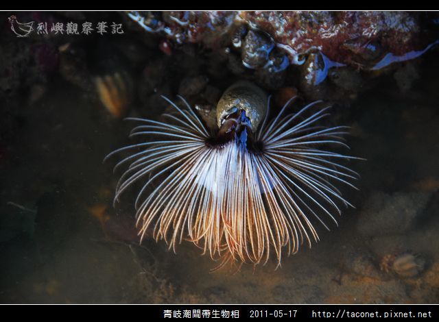 潮間帶生物_25.jpg