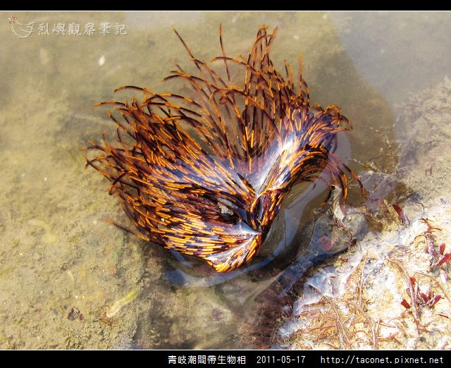 潮間帶生物_51.jpg
