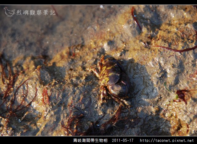 潮間帶生物_24.jpg