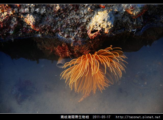 潮間帶生物_23.jpg