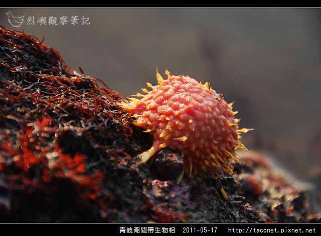 潮間帶生物_22.jpg