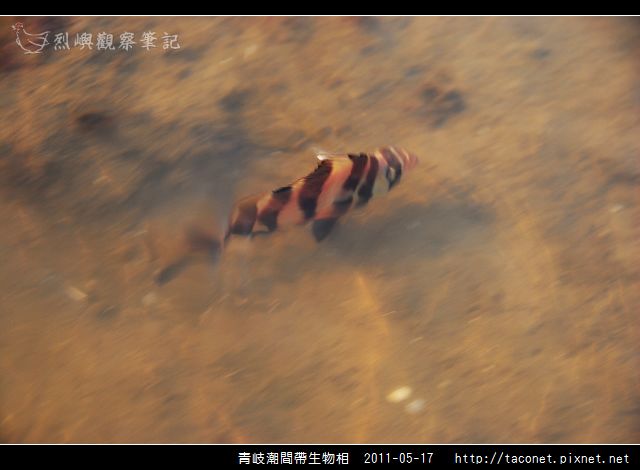 潮間帶生物_21.jpg