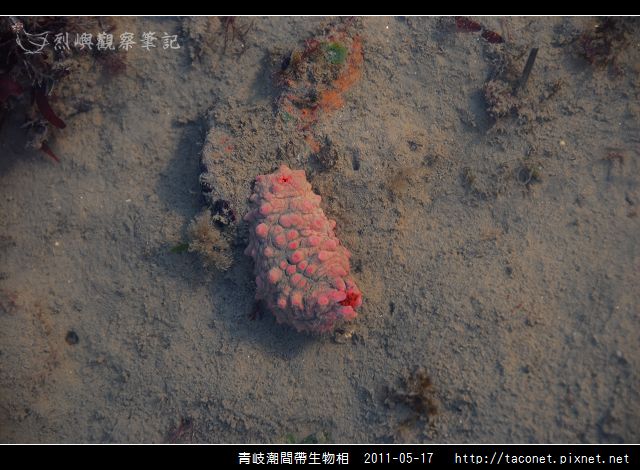 潮間帶生物_20.jpg