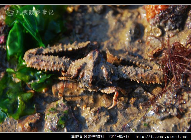 潮間帶生物_16.jpg