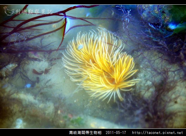 潮間帶生物_15.jpg