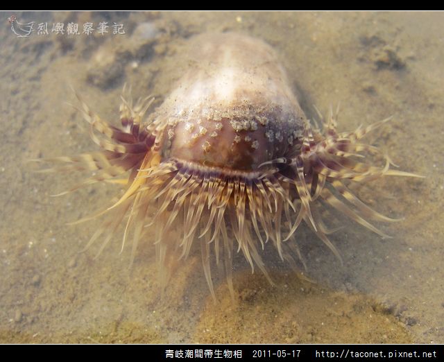 潮間帶生物_50.jpg