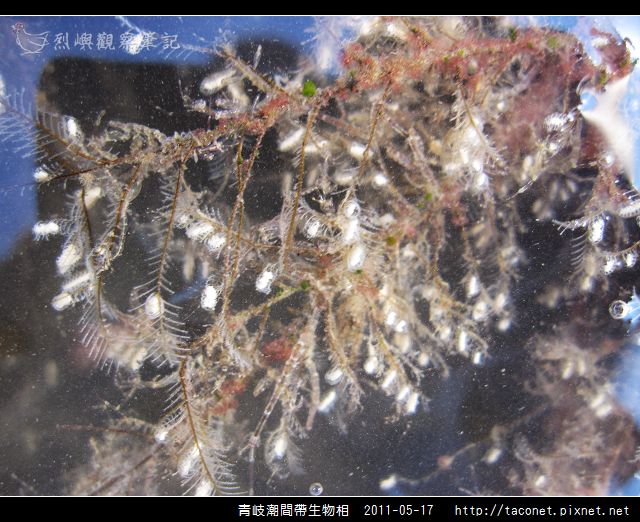 潮間帶生物_49.jpg