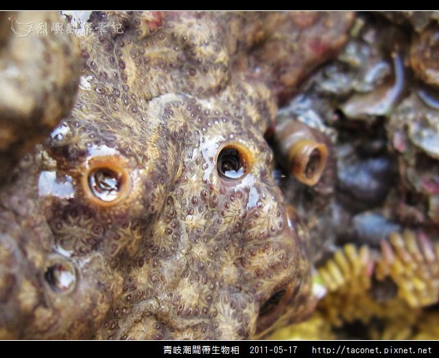 潮間帶生物_45.jpg