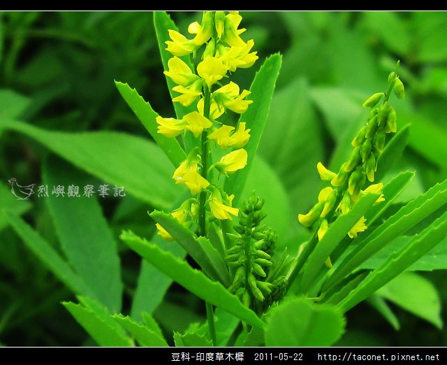 豆科-印度草木樨_19.jpg