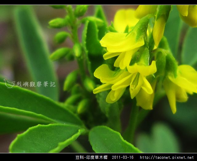 豆科-印度草木樨_07.jpg