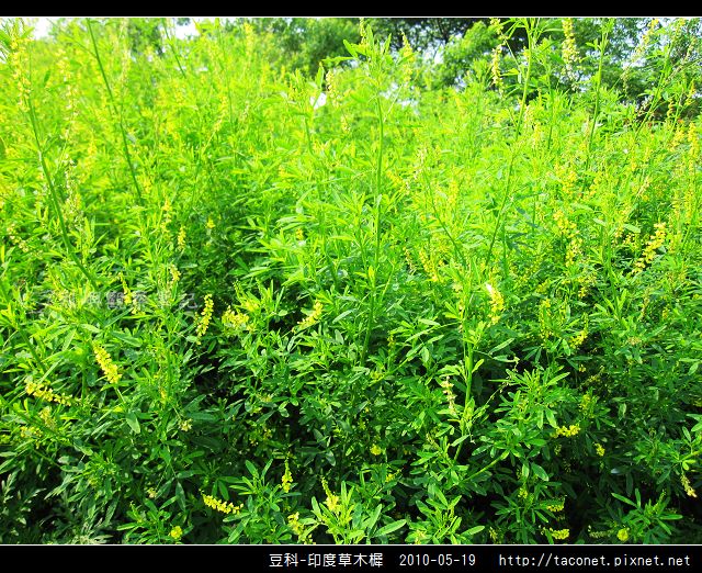 豆科-印度草木樨_02.jpg