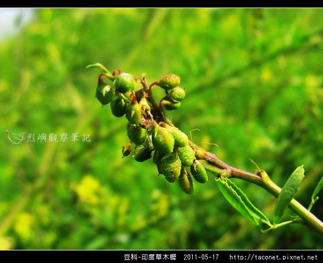 豆科-印度草木樨_14.jpg