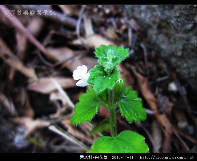 唇形科-白花草_01.jpg
