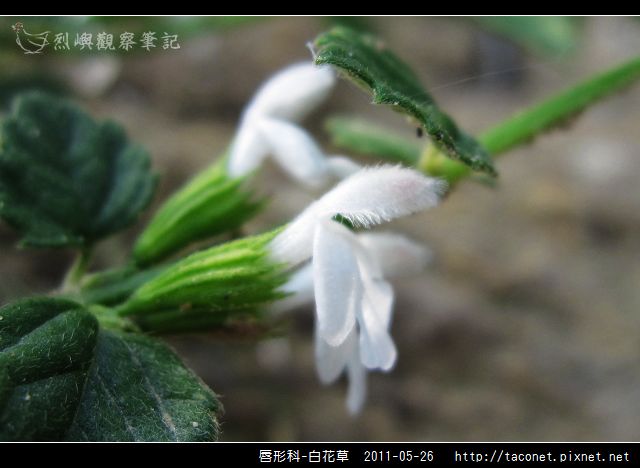 唇形科-白花草_12.jpg
