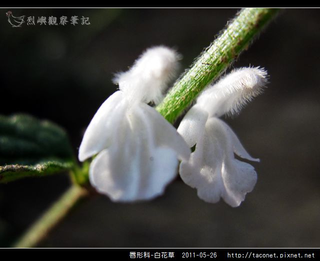 唇形科-白花草_11.jpg