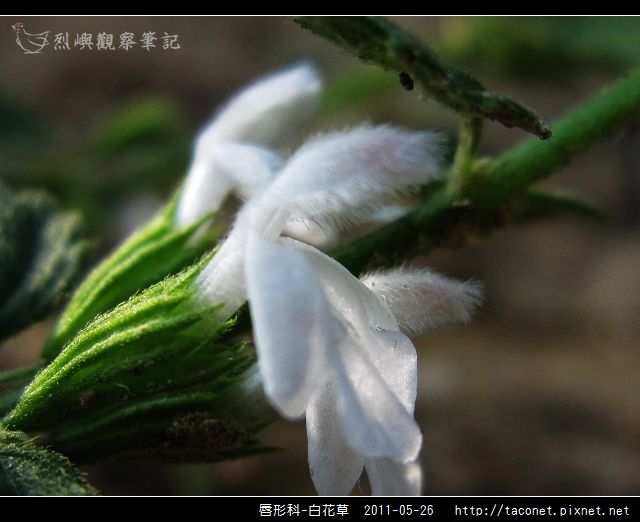 唇形科-白花草_09.jpg