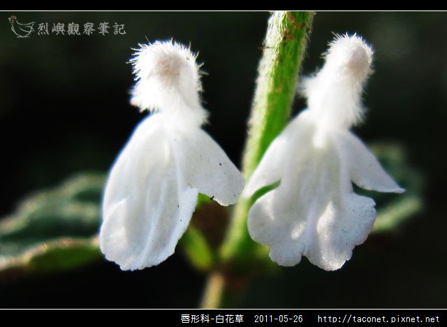 唇形科-白花草_07.jpg