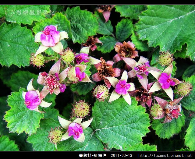 薔薇科-紅梅消_08.jpg