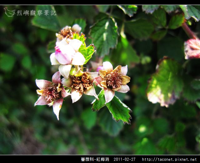 薔薇科-紅梅消_06.jpg