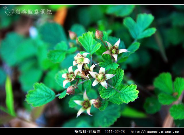 薔薇科-紅梅消_02.jpg