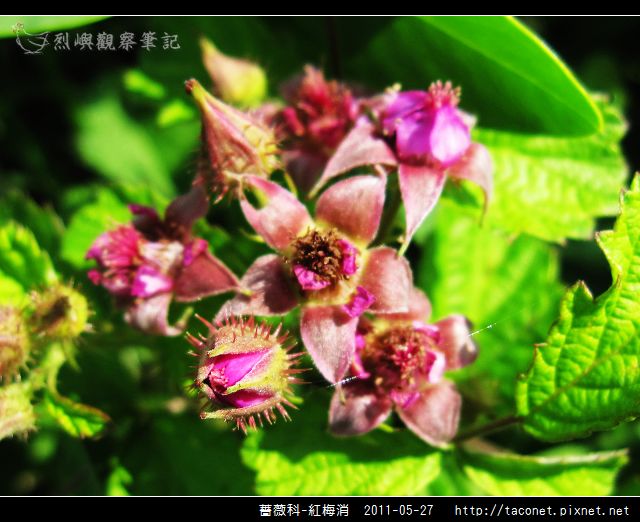 薔薇科-紅梅消_13.jpg