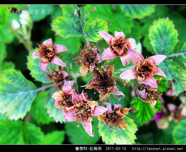 薔薇科-紅梅消_09.jpg