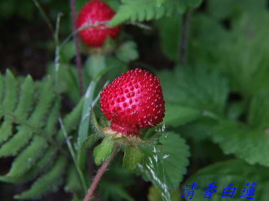 蛇莓