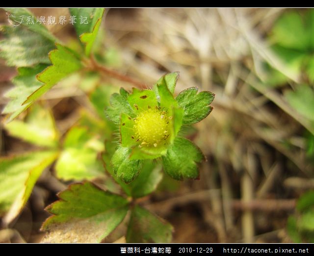 薔薇科-台灣蛇莓_05.jpg