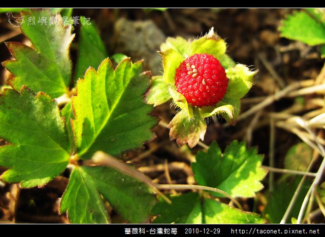 薔薇科-台灣蛇莓_03.jpg