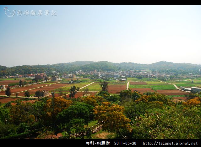 豆科-相思樹_13.jpg