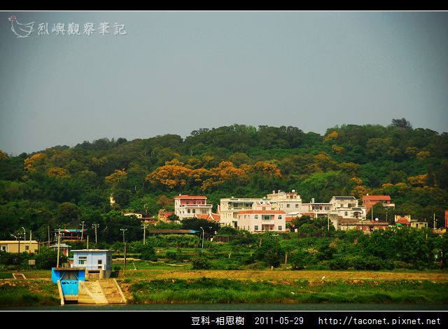 豆科-相思樹_10.jpg