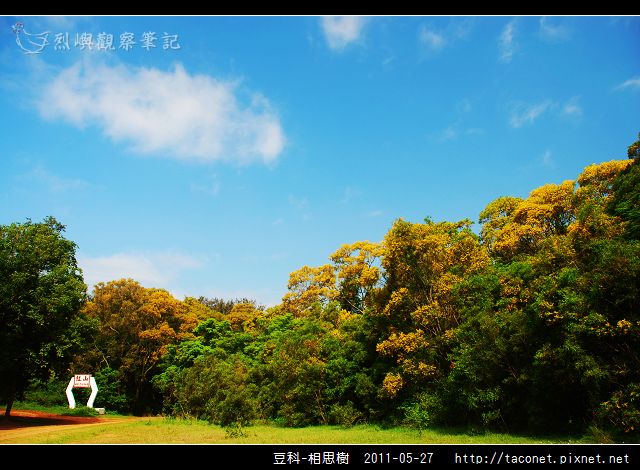 豆科-相思樹_08.jpg