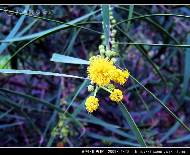 豆科-相思樹_21.jpg