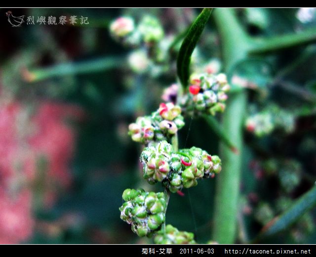 菊科-艾草_02.jpg