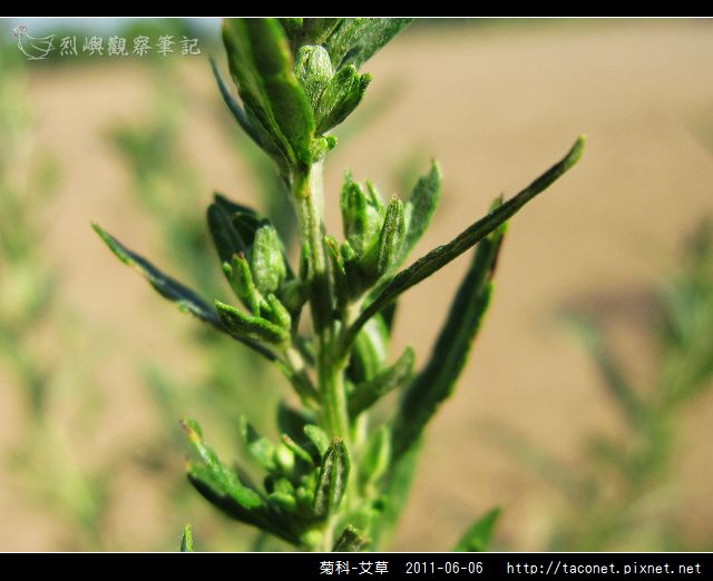 菊科-艾草_05.jpg