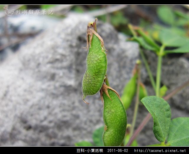 豆科-小葉括根_07.jpg