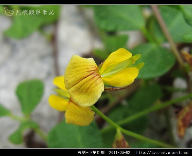 豆科-小葉括根_05.jpg