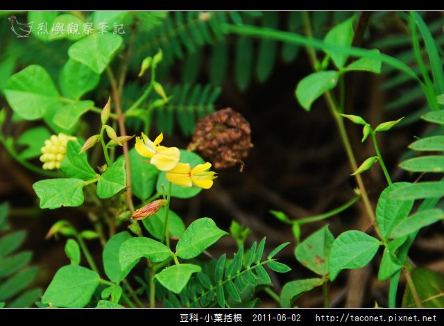 豆科-小葉括根_04.jpg