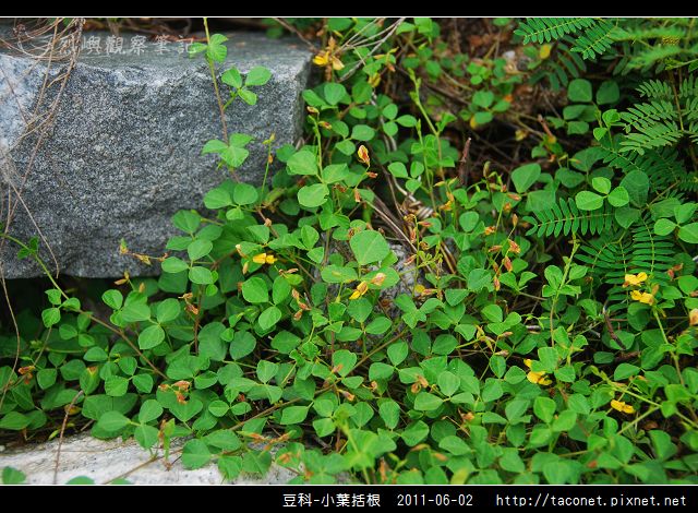 豆科-小葉括根_03.jpg