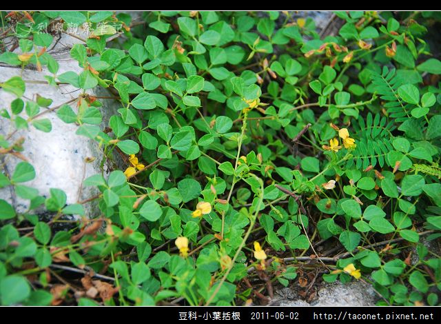 豆科-小葉括根_01.jpg