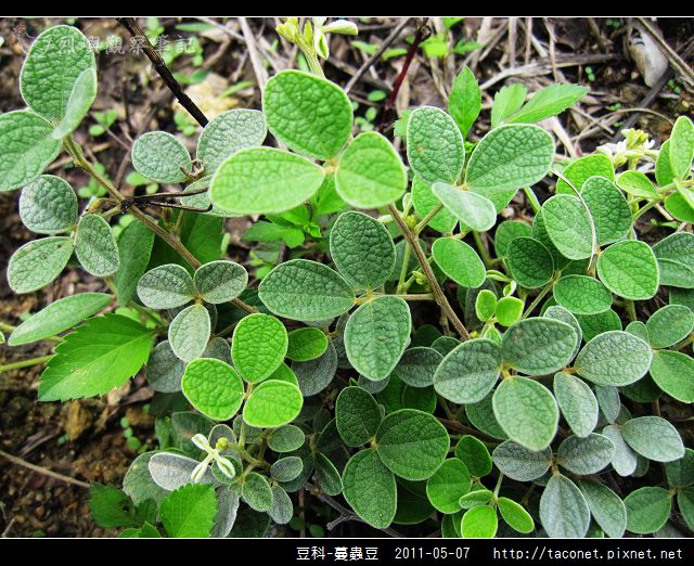 豆科-蔓蟲豆_06.jpg