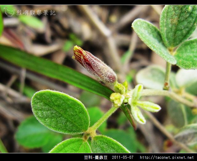 豆科-蔓蟲豆_03.jpg