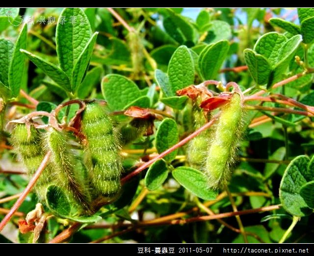豆科-蔓蟲豆_12.jpg