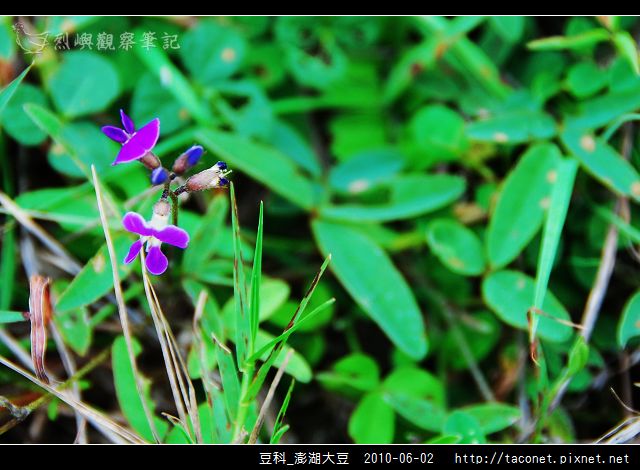 澎湖大豆.jpg