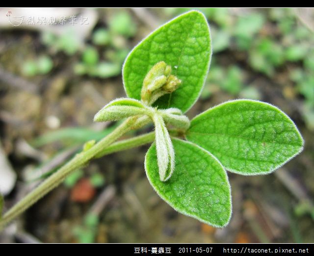 豆科-蔓蟲豆_09.jpg