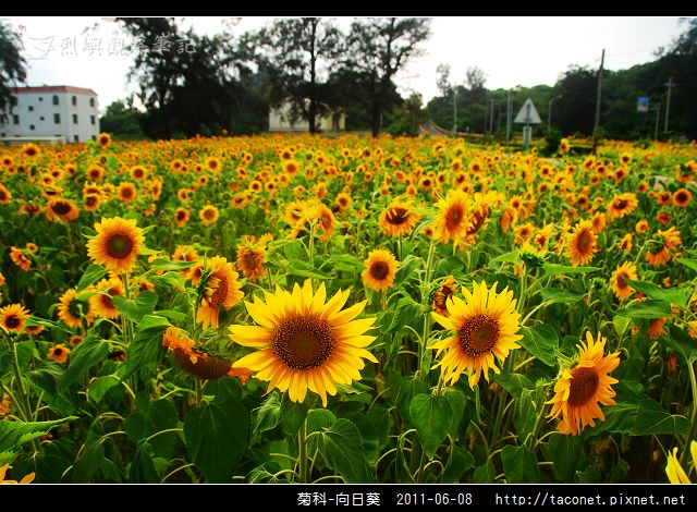 菊科-向日葵_21.jpg