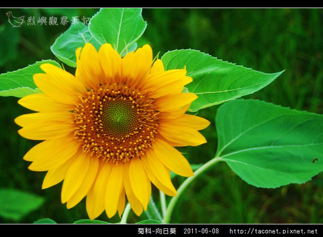 菊科-向日葵_17.jpg